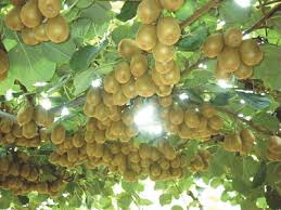 腐植酸作為農(nóng)藥及農(nóng)藥增效劑的應(yīng)用